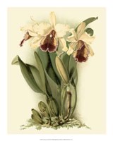 Dramatic Orchid II Giclee