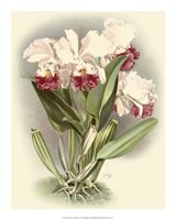 Dramatic Orchid IV Giclee