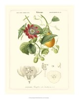 Lush Tropical II Giclee