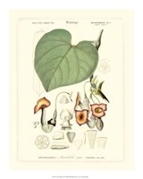 Lush Tropical V Giclee