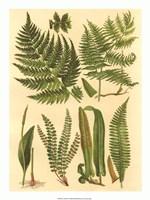 Fern Collection I Giclee
