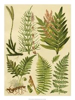 Fern Collection II Giclee