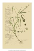 Descubes Ornamental Grasses I by Jillian Jeffrey - 14" x 21"