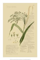 Descubes Ornamental Grasses V by Jillian Jeffrey - 14" x 21"