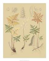 Nature's Lace I Giclee