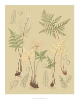 Nature's Lace II Giclee