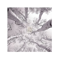 Silver Birch Fine Art Print