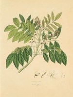 Unpublished East Indian Plants II Fine Art Print