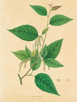 Unpublished East Indian Plants III Fine Art Print