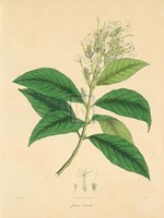 Unpublished East Indian Plants IV Fine Art Print