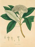 Unpublished East Indian Plants V Fine Art Print