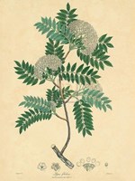 Unpublished East Indian Plants VI Fine Art Print