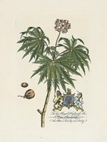 Duke of Cumberland Botanical Fine Art Print