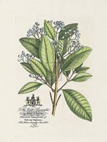 Earl of Halifax Botanical Fine Art Print