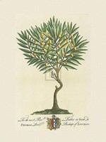 Lord Bishop of London Botanical Fine Art Print