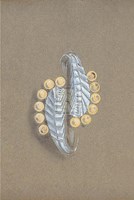 Jewellery Designs V Fine Art Print