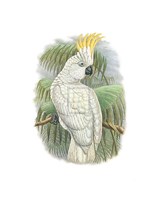 Cacatua Ophthalmica I Fine Art Print