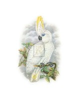Cacatua Ophthalmica II Fine Art Print