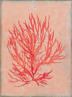 Coral Island II Fine Art Print