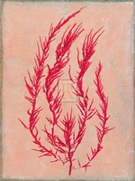 Coral Island III Fine Art Print