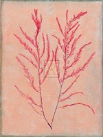 Coral Island IV Fine Art Print