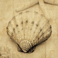 Scallop Fine Art Print