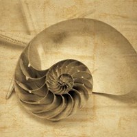 Chambered Nautilus Fine Art Print