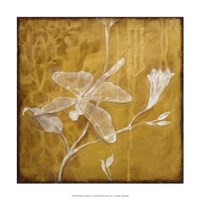 Wings Damask IV Giclee