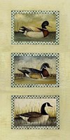 Mallard, Wood Duck And Canada Goose Fine Art Print