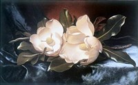 Magnolias On A Blue Velvet Cloth Fine Art Print