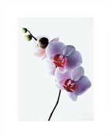 Orchid Fine Art Print