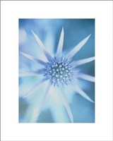 Sea Holly Fine Art Print