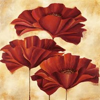 Three Poppies II Fine Art Print