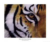 Eye of the Tiger Framed Print