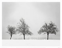 Silhouettes Of Winter II by Ilona Wellmann - 17" x 13"