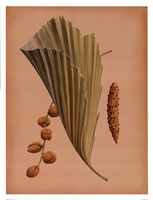Palm Frond III Fine Art Print