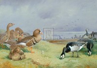 Barnacle Geese Fine Art Print