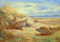 French Partridges Fine Art Print