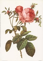 Rosa Centrifolia Foliacea Fine Art Print