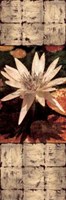 Waterlily Panel I Fine Art Print