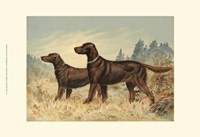 Irish Setter II Fine Art Print