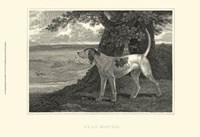 Staghound Fine Art Print
