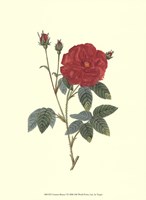 Crimson Beauty I Fine Art Print