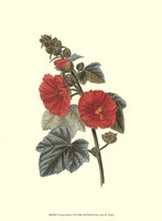 Crimson Beauty II Fine Art Print