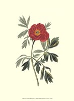 Crimson Beauty III Fine Art Print