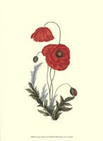 Crimson Beauty IV Fine Art Print