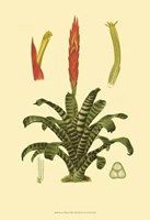 Tropical Tillandsia Fine Art Print