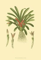 Tropical Karatas Fine Art Print