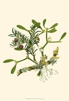 Mistletoe Branch Fine Art Print