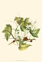 Clematis Branch Fine Art Print